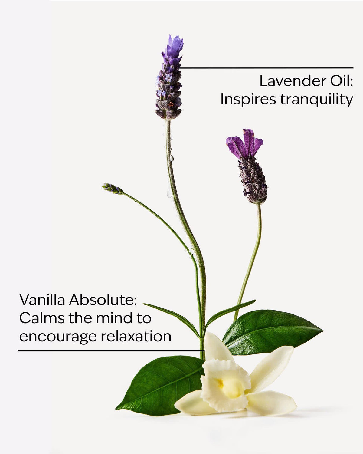 Bath & Body Works Aromatherapy Sleep Lavender + Vanilla Body Lotion 192ml