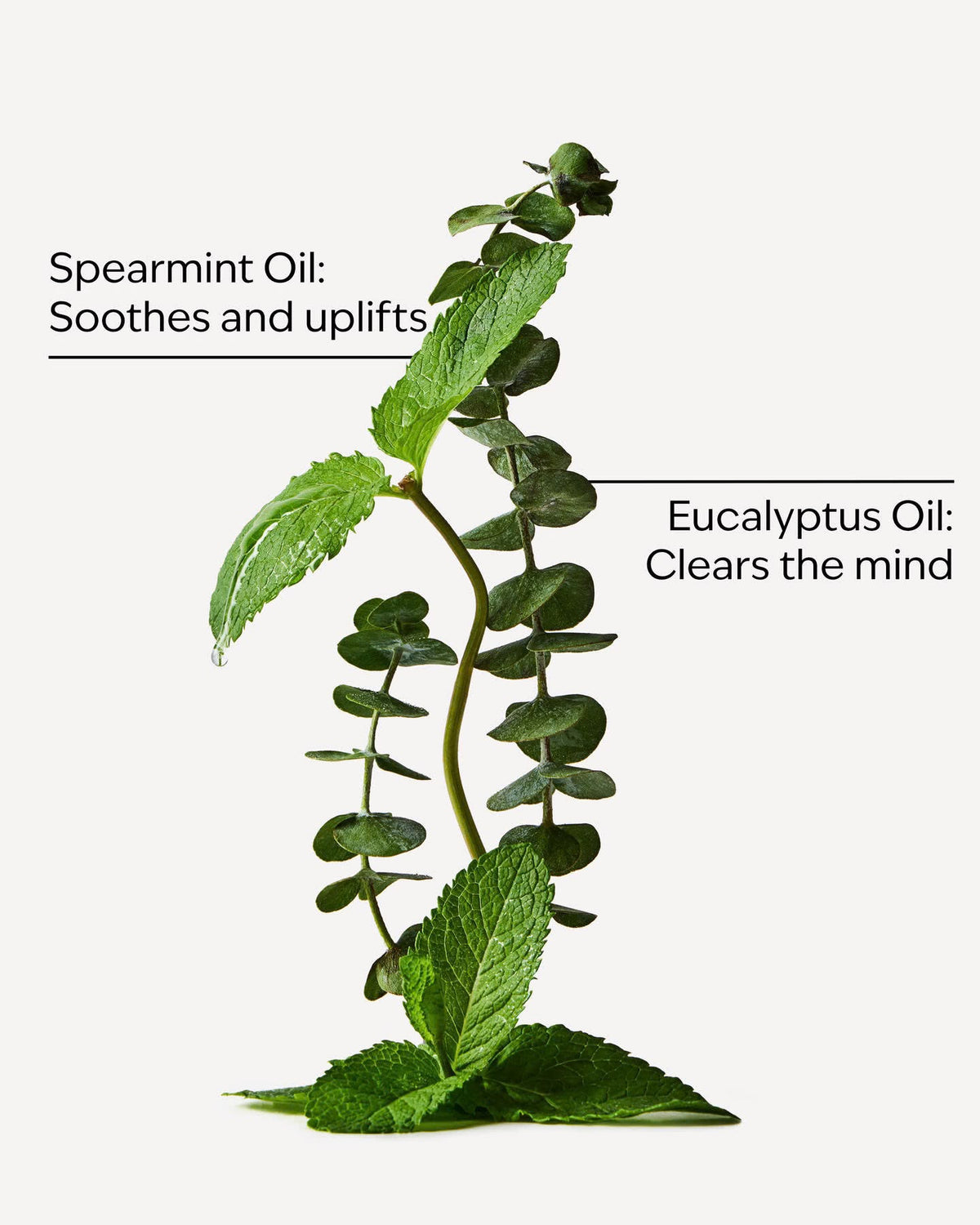 Bath & Body Works Aromatherapy Stress Relief Eucalyptus + Spearmint Body Lotion 192ml